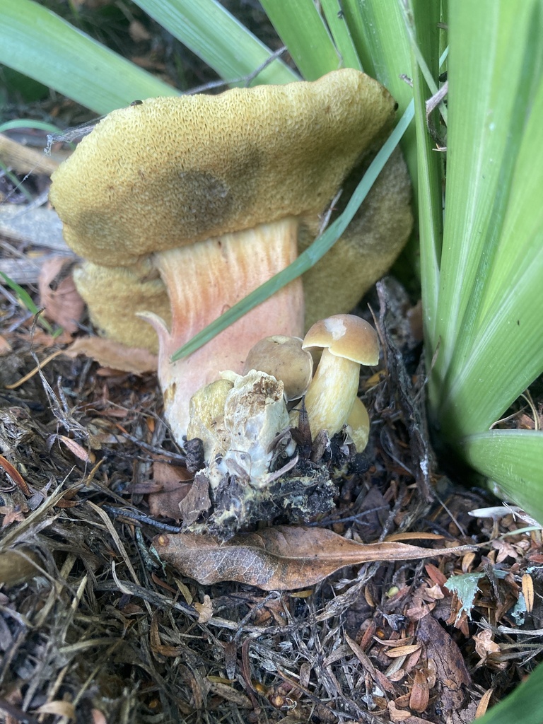 Hortiboletus bubalinus · April 2025 · photo: © leyton5 (iNaturalist, cc-by)