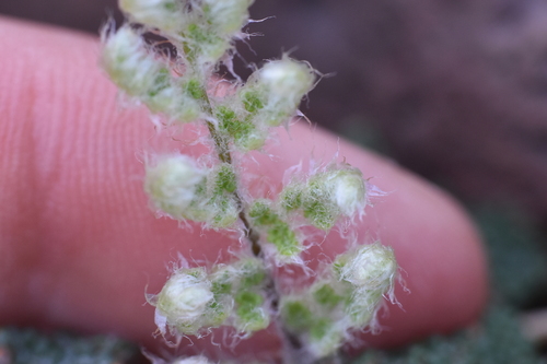 Image of Myriopteris yavapensis by no rights reserved