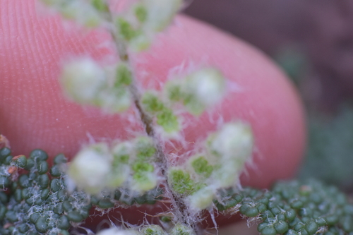 Image of Myriopteris yavapensis by no rights reserved