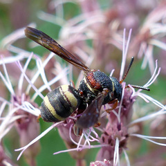 Epeolus bifasciatus