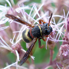 Epeolus bifasciatus