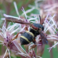 Epeolus bifasciatus