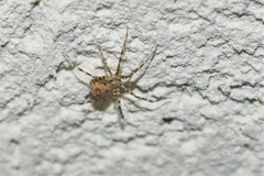 Ovtsharenkoia pallida