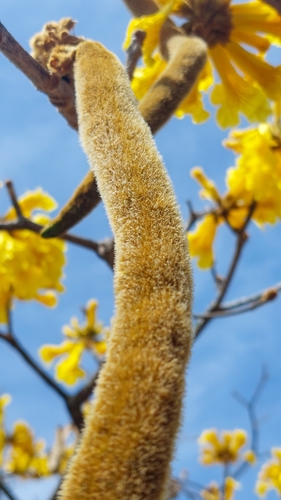 Handroanthus ochraceus - Whole tree