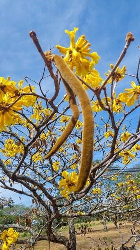 Handroanthus ochraceus - Leaves