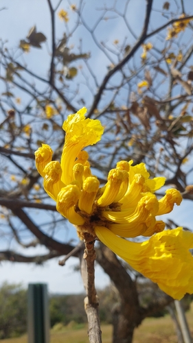 Handroanthus ochraceus - Whole tree