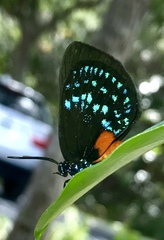 Eumaeus atala