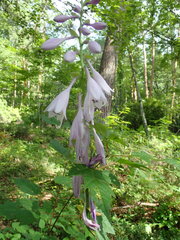Hosta sieboldiana