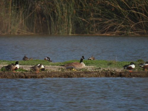 iNaturalist observation photo of Spiny Softshell