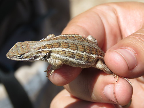 Southern Occidental Bunchgrass Lizard