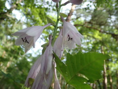 Hosta sieboldiana