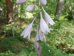Hosta sieboldiana