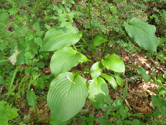 Hosta sieboldiana