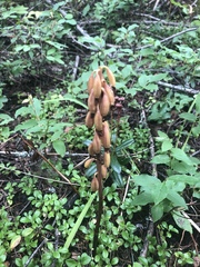 Corallorhiza maculata