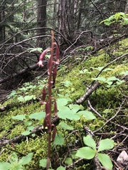 Corallorhiza maculata