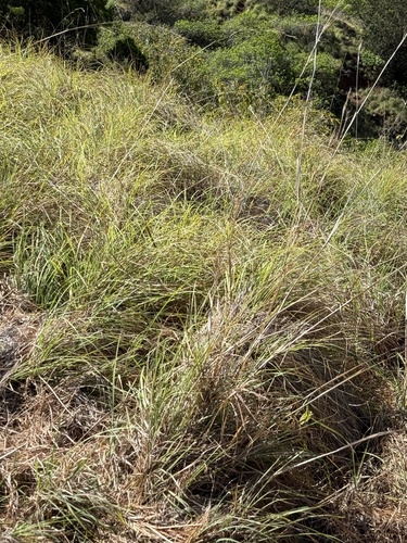 Hyparrhenia hirta observed 2025-03-31