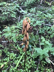 Corallorhiza maculata