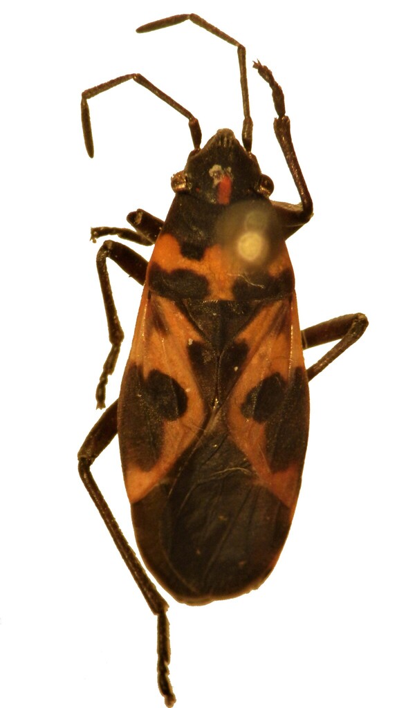 Lygaeus doumai