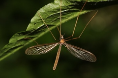 Tricyphona