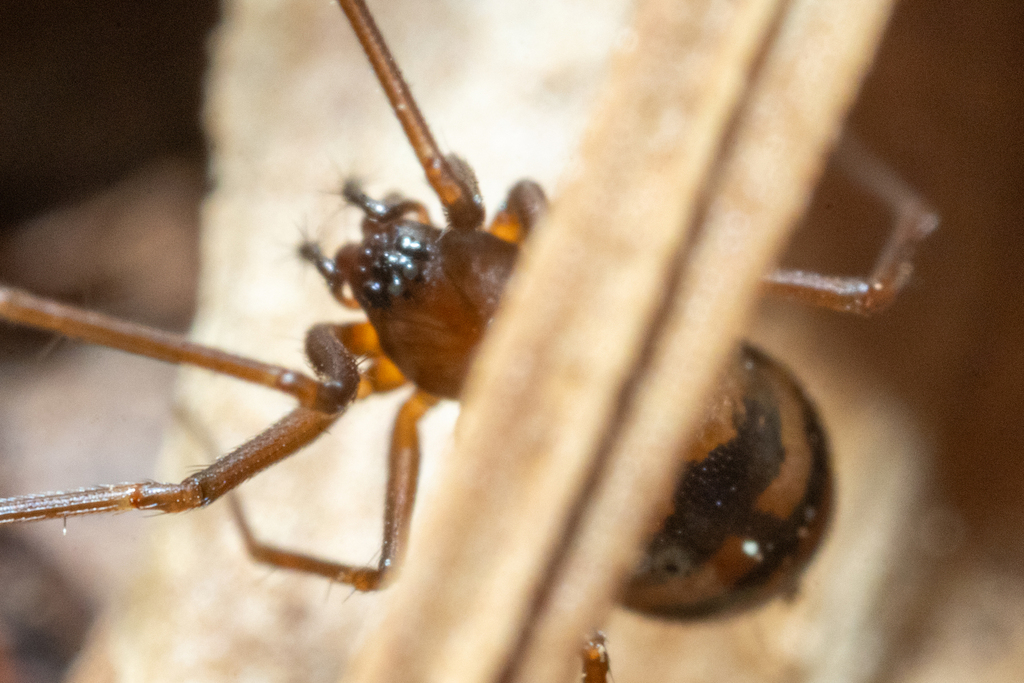 Pale Sheetweb Weaver
