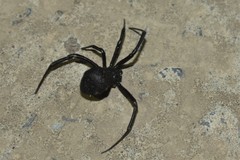 Latrodectus tredecimguttatus