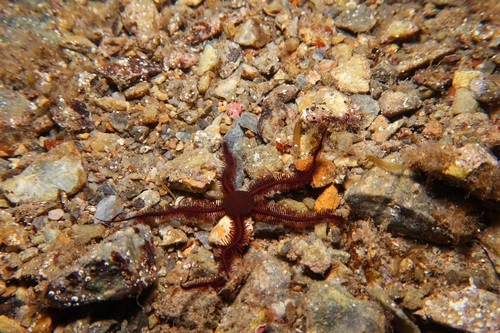 Clarkcoma canaliculata observed 2025-03-30