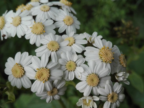 Pericallis murrayi