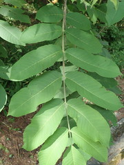 Juglans ailantifolia