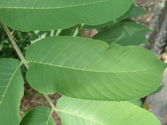 Juglans ailantifolia