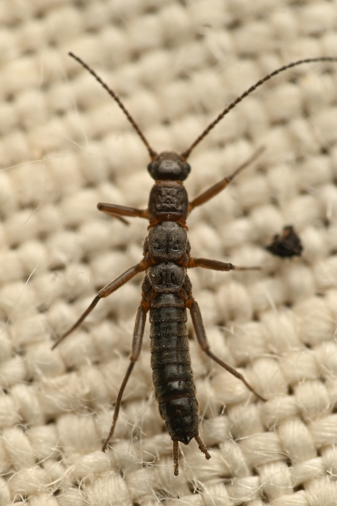 Arroyo Snowfly