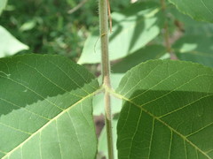 Juglans ailantifolia