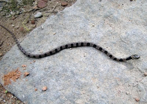 Photo of a Jan's Snail-eater (alternans) (Dipsas alternans)