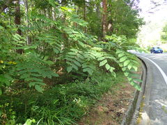 Juglans ailantifolia