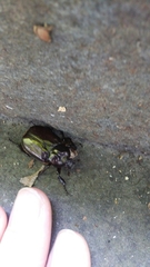 Osmoderma eremicola