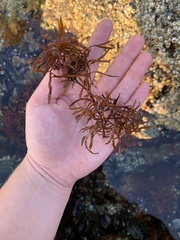 Prionitis lanceolata