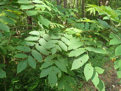 Juglans ailantifolia