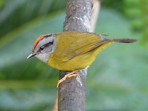 Myiothlypis coronata (Tschudi, 1844)