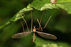 Tricyphona