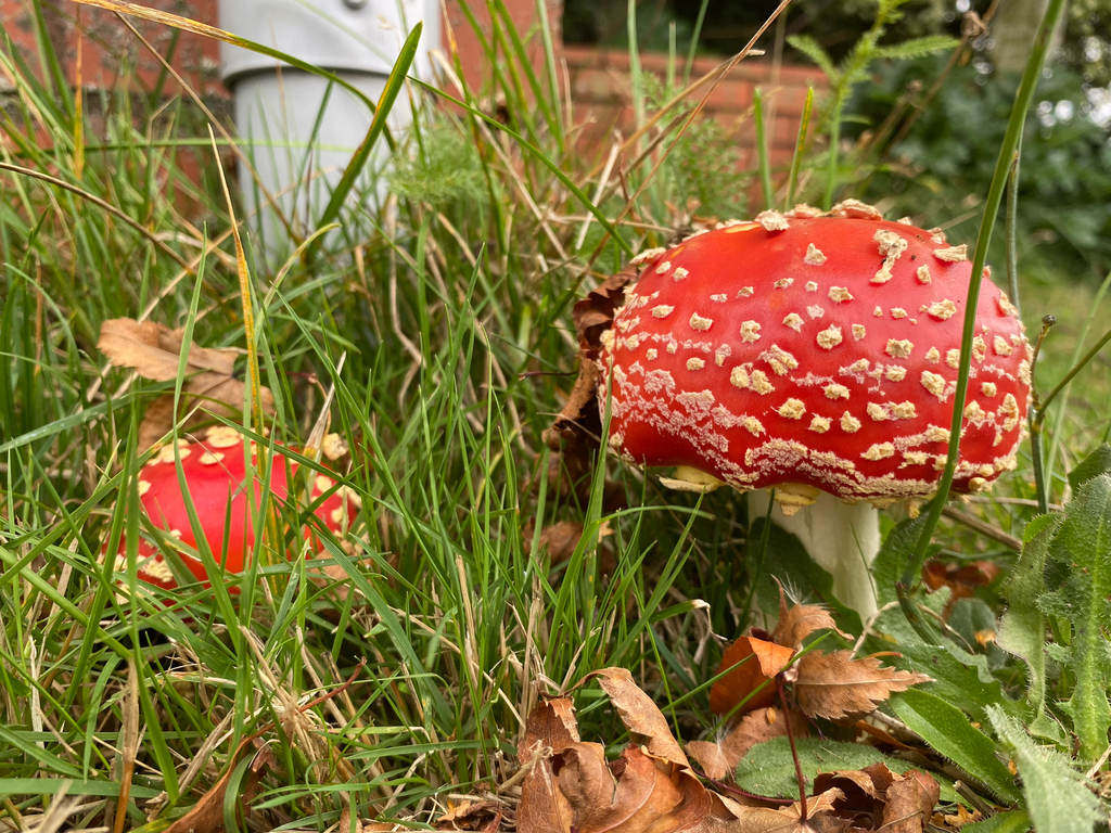 Amanita muscaria · April 2025 · photo: © crellow (iNaturalist, cc0)