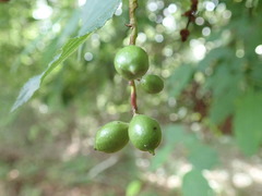 Stachyurus praecox
