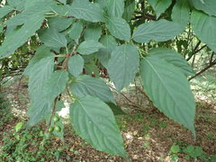 Stachyurus praecox