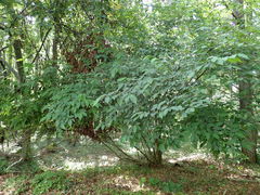 Stachyurus praecox