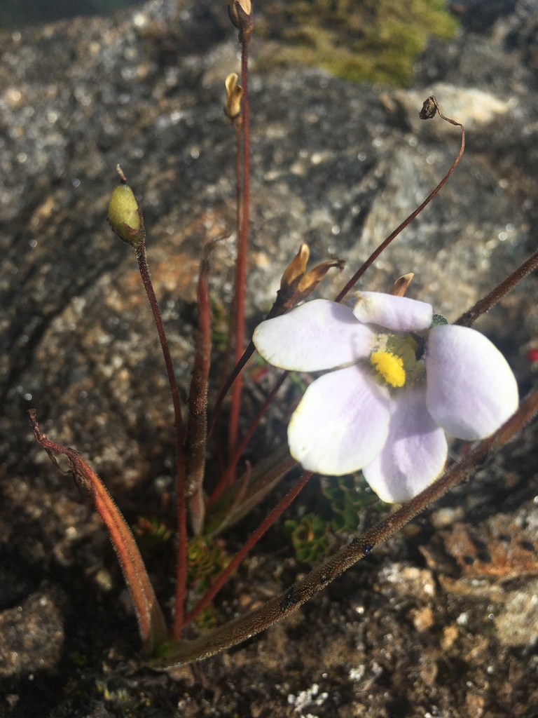 Pinguicula elongata, Parque Nacional Sierra Nevada, Libertador, Mérida, VE