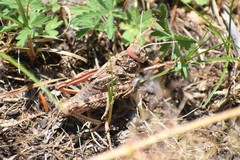 Pezotmethis tartarus