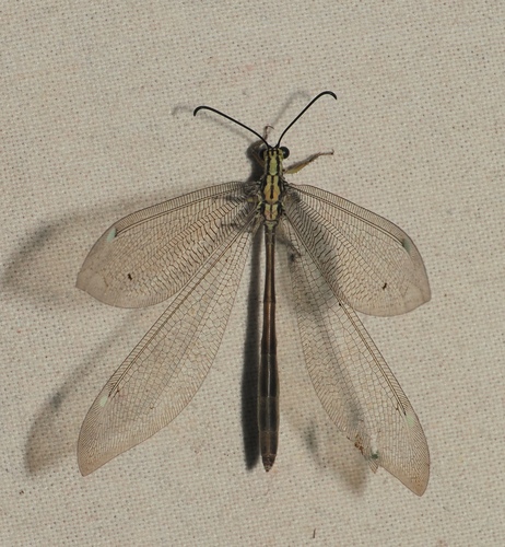 Banyutus lethalis photo 5