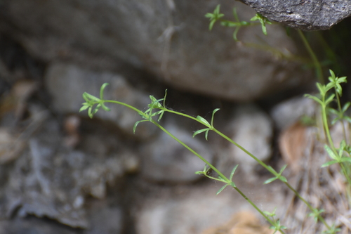 bracted bedstraw (Galium microphyllum)