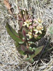 Asclepias jaliscana