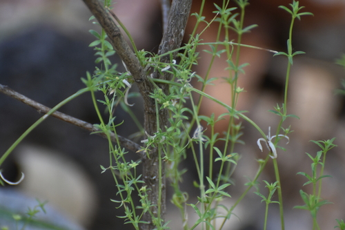 Image of Galium microphyllum by no rights reserved