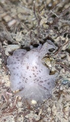 Discodoris coerulescens