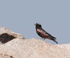 Leucosticte atrata